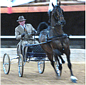 PHILIPPOLIS PERDESKOU PHILIPPOLIS HORSES